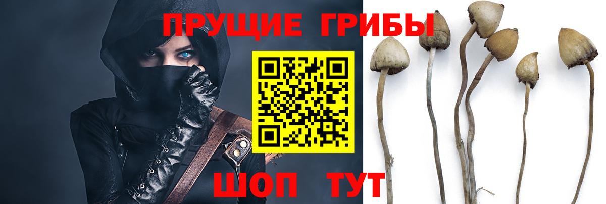 Вышний Волочёк  Псилоцибиновые грибы Psilocybe  Вход с VPN 